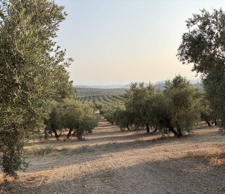 Hileras de olivos alineadas hasta el horizonte