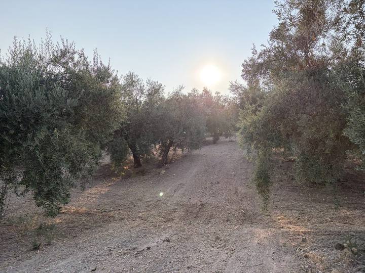El sol poniéndose entre las ramas de los olivos