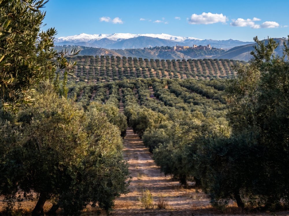 El olivar de Lágrimas de Granada con la Alhambra y Sierra Nevada nevada al fondo